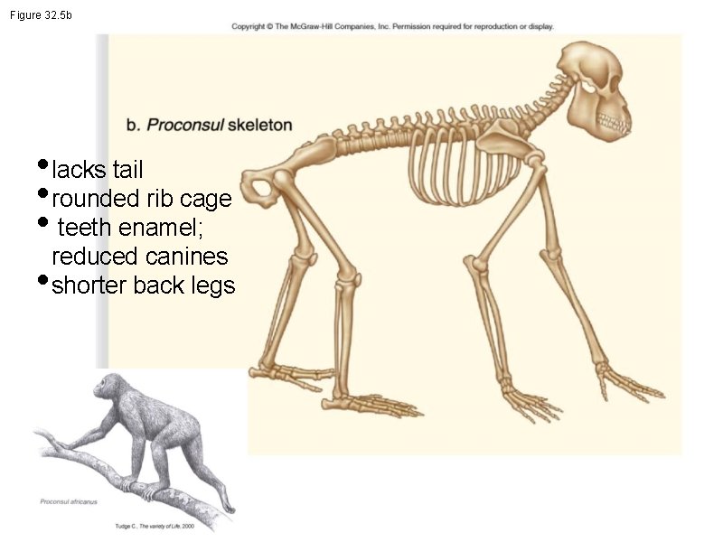 Figure 32. 5 b • lacks tail • rounded rib cage • teeth enamel;