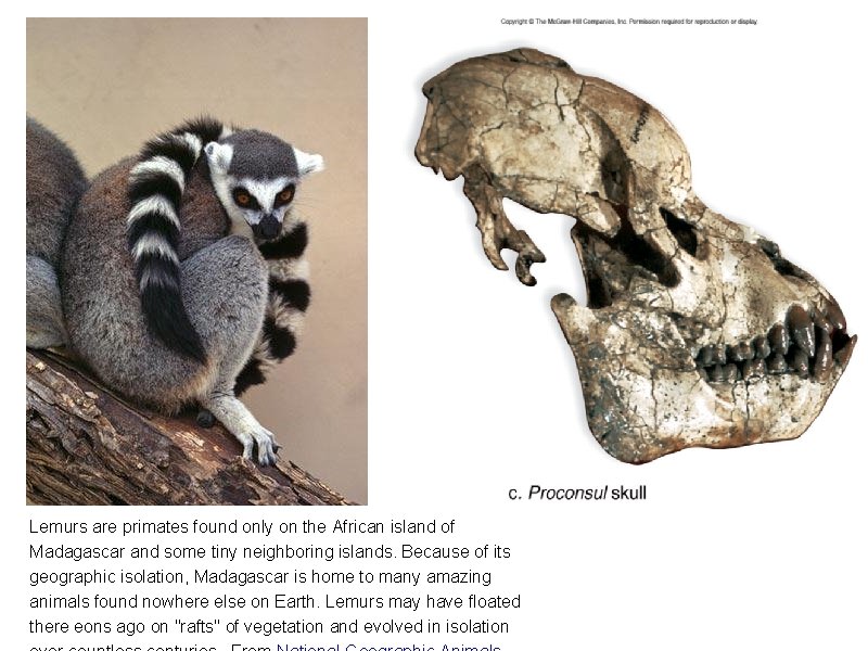 Lemurs are primates found only on the African island of Madagascar and some tiny