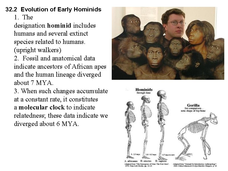 32. 2 Evolution of Early Hominids 1. The designation hominid includes humans and several