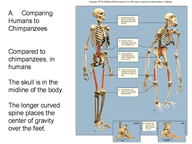 A. Comparing Humans to Chimpanzees Compared to chimpanzees, in humans The skull is in