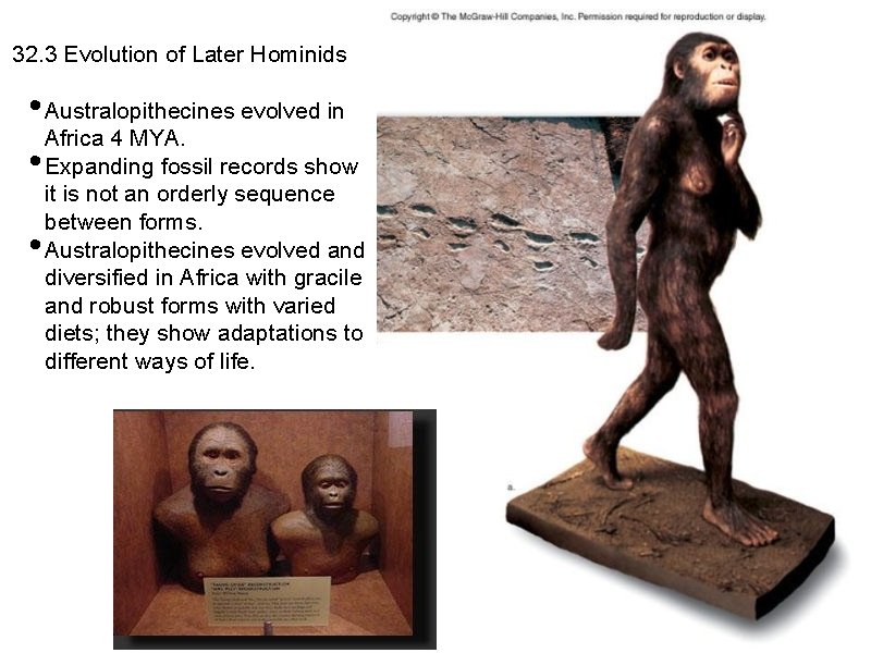 32. 3 Evolution of Later Hominids • Australopithecines evolved in Africa 4 MYA. •