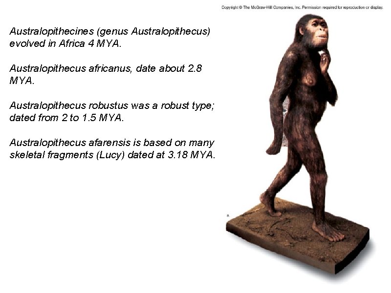 Australopithecines (genus Australopithecus) evolved in Africa 4 MYA. Australopithecus africanus, date about 2. 8
