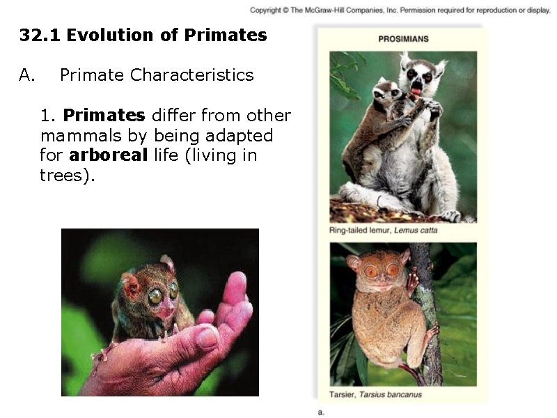 32. 1 Evolution of Primates A. Primate Characteristics 1. Primates differ from other mammals