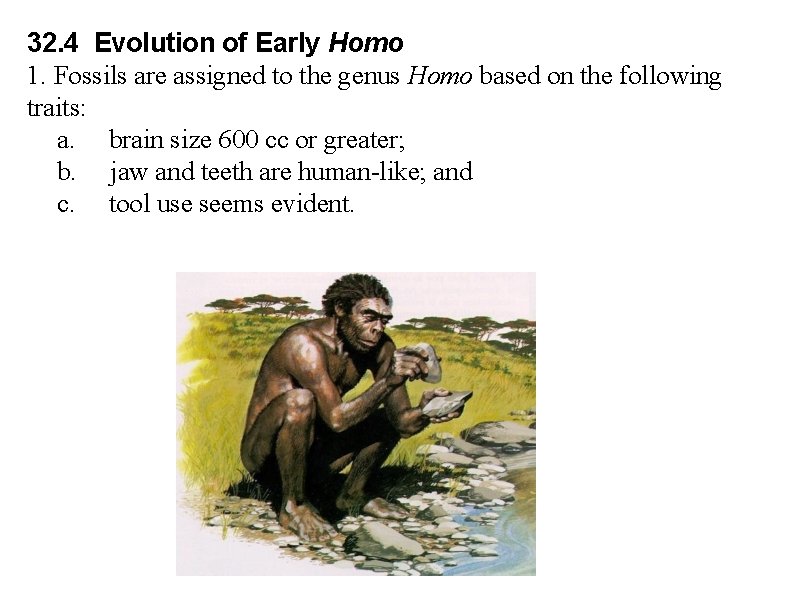 32. 4 Evolution of Early Homo 1. Fossils are assigned to the genus Homo