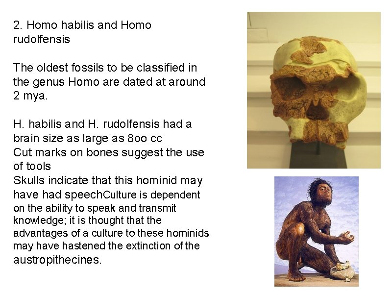 2. Homo habilis and Homo rudolfensis The oldest fossils to be classified in the