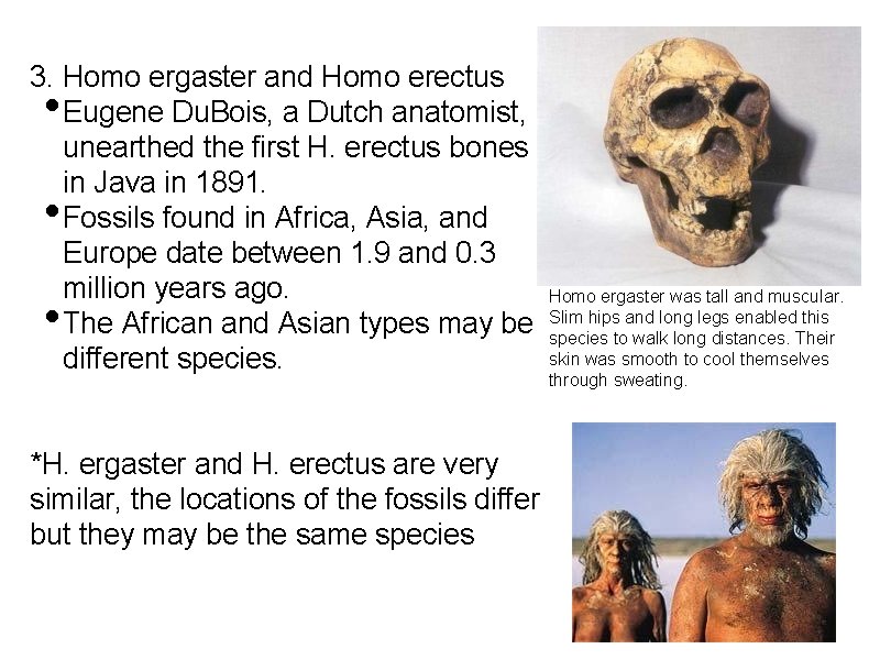 3. Homo ergaster and Homo erectus Eugene Du. Bois, a Dutch anatomist, unearthed the