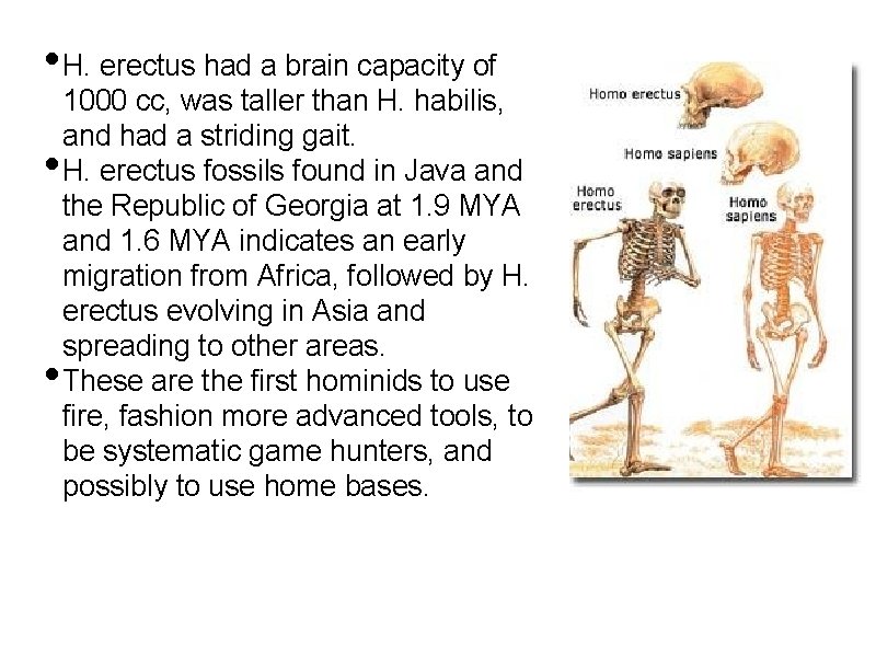  • H. erectus had a brain capacity of • • 1000 cc, was