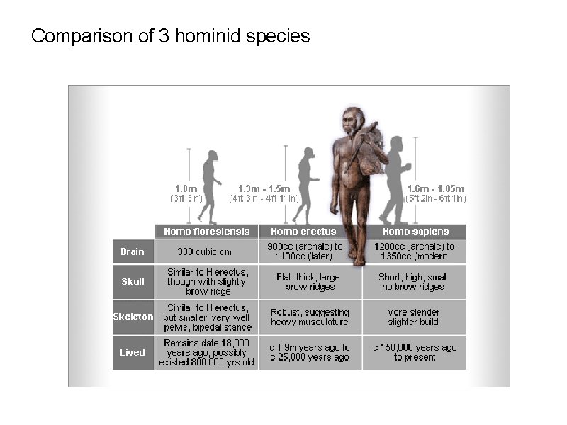 Comparison of 3 hominid species 