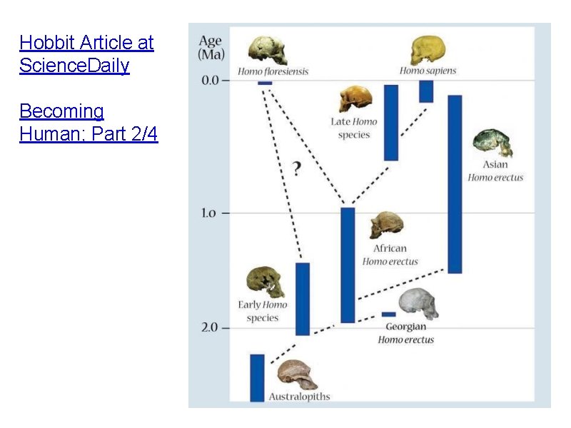 Hobbit Article at Science. Daily Becoming Human; Part 2/4 