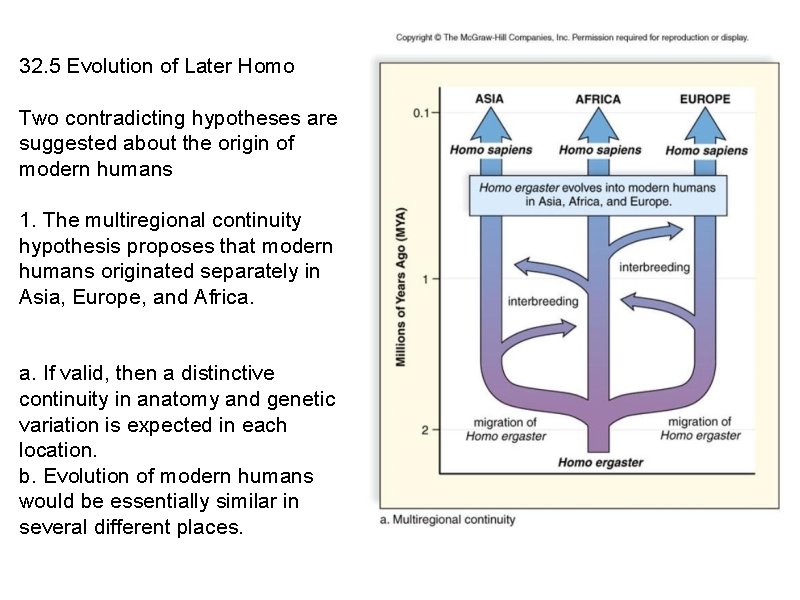 32. 5 Evolution of Later Homo Two contradicting hypotheses are suggested about the origin