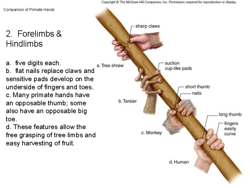 Comparison of Primate Hands 2. Forelimbs & Hindlimbs a. five digits each. b. flat