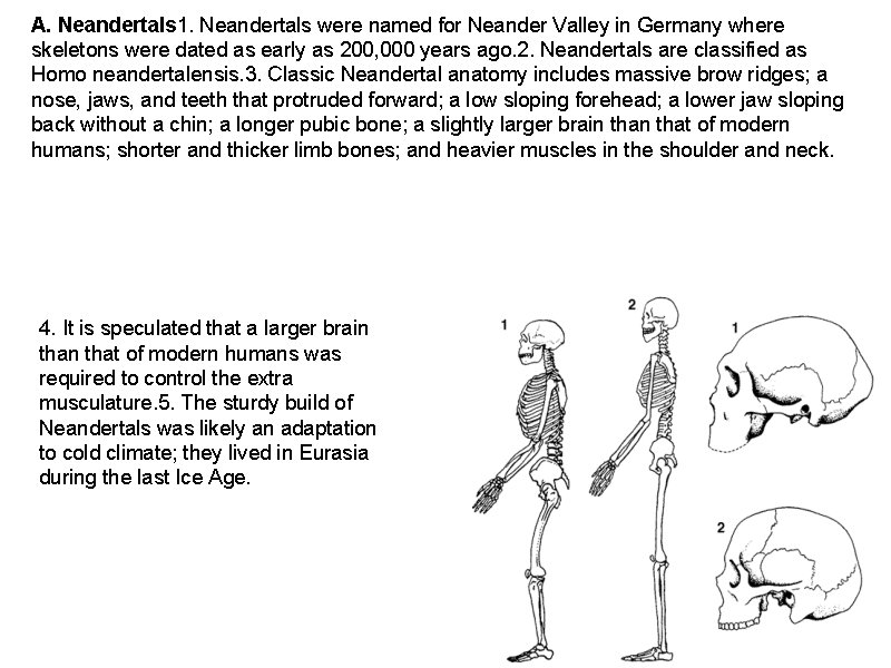 A. Neandertals 1. Neandertals were named for Neander Valley in Germany where skeletons were