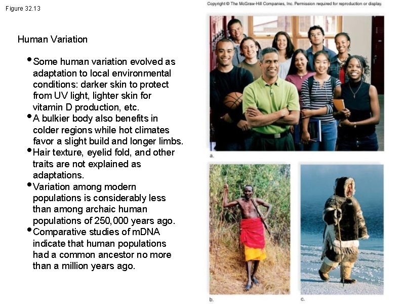Figure 32. 13 Human Variation • Some human variation evolved as • • adaptation