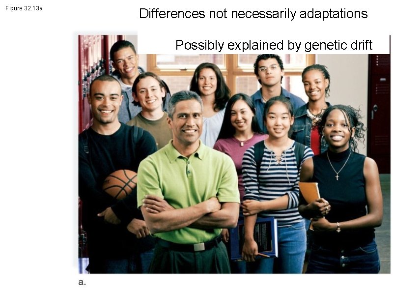 Figure 32. 13 a Differences not necessarily adaptations Possibly explained by genetic drift 