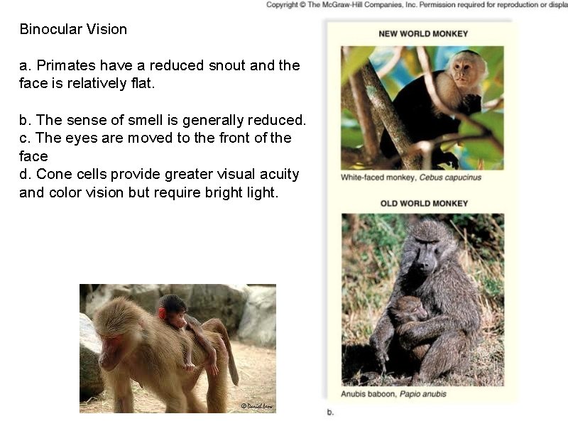 Binocular Vision a. Primates have a reduced snout and the face is relatively flat.