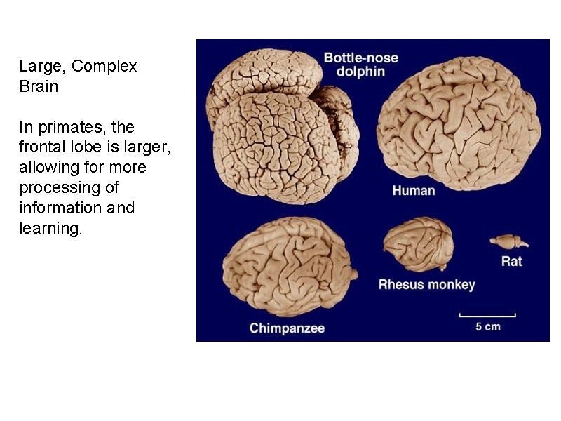 Large, Complex Brain In primates, the frontal lobe is larger, allowing for more processing