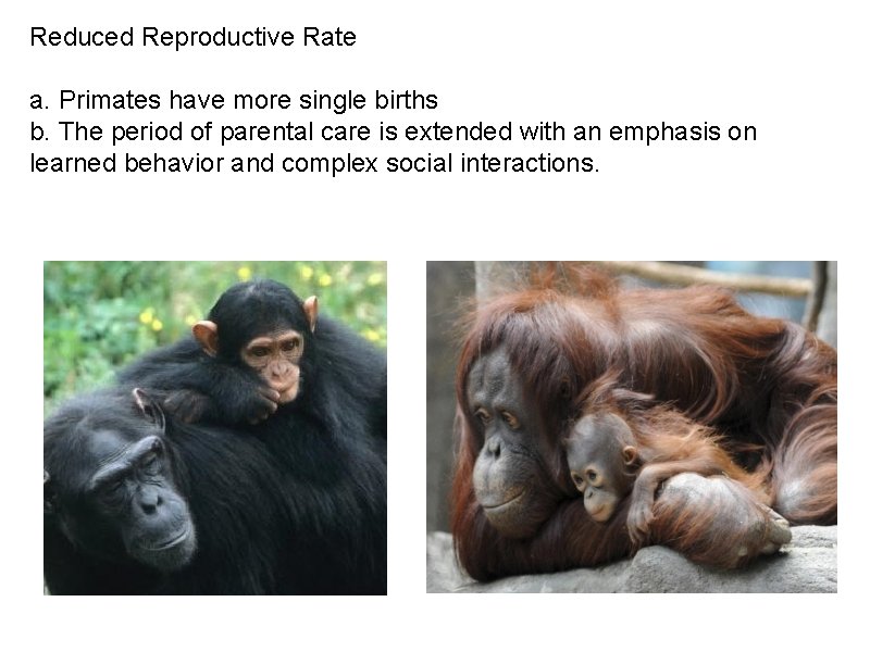 Reduced Reproductive Rate a. Primates have more single births b. The period of parental