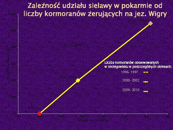 Zależność udziału sielawy w pokarmie od liczby kormoranów żerujących na jez. Wigry 12000 3100,