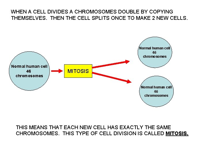 WHEN A CELL DIVIDES A CHROMOSOMES DOUBLE BY COPYING THEMSELVES. THEN THE CELL SPLITS
