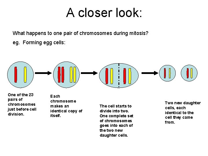A closer look: What happens to one pair of chromosomes during mitosis? eg. Forming