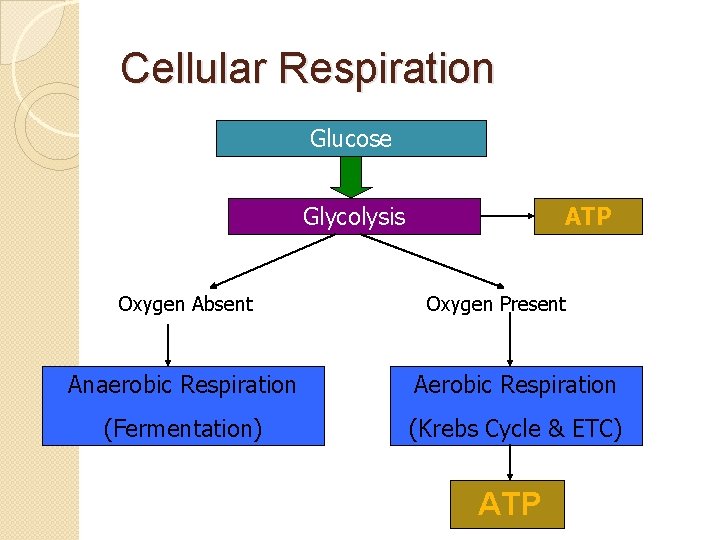 Cellular Respiration Glucose Glycolysis Oxygen Absent ATP Oxygen Present Anaerobic Respiration Aerobic Respiration (Fermentation)