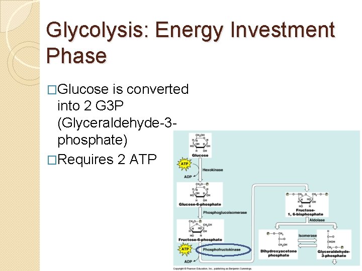 Glycolysis: Energy Investment Phase �Glucose is converted into 2 G 3 P (Glyceraldehyde-3 phosphate)