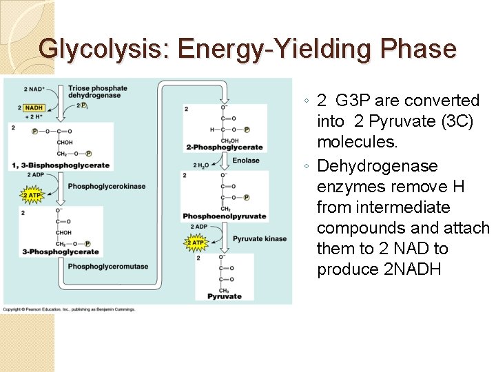Glycolysis: Energy-Yielding Phase ◦ 2 G 3 P are converted into 2 Pyruvate (3