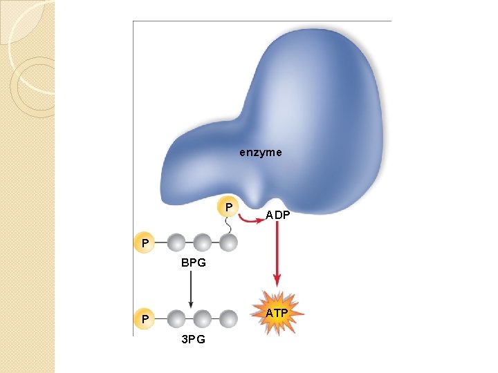 enzyme P ADP P BPG ATP P 3 PG 