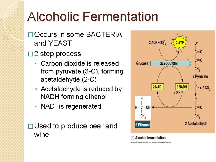 Alcoholic Fermentation � Occurs in some BACTERIA and YEAST � 2 step process: ◦