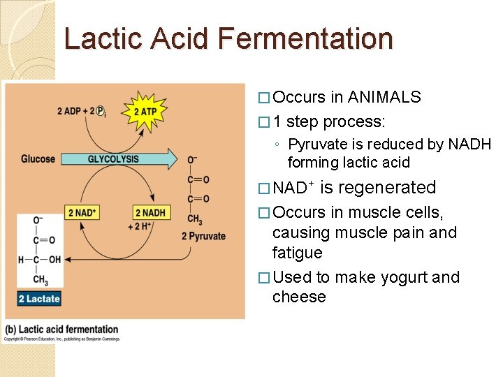 Lactic Acid Fermentation � Occurs in ANIMALS � 1 step process: ◦ Pyruvate is