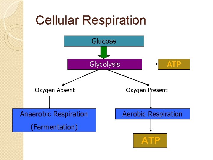 Cellular Respiration Glucose Glycolysis Oxygen Absent Anaerobic Respiration ATP Oxygen Present Aerobic Respiration (Fermentation)