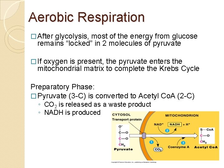 Aerobic Respiration � After glycolysis, most of the energy from glucose remains “locked” in