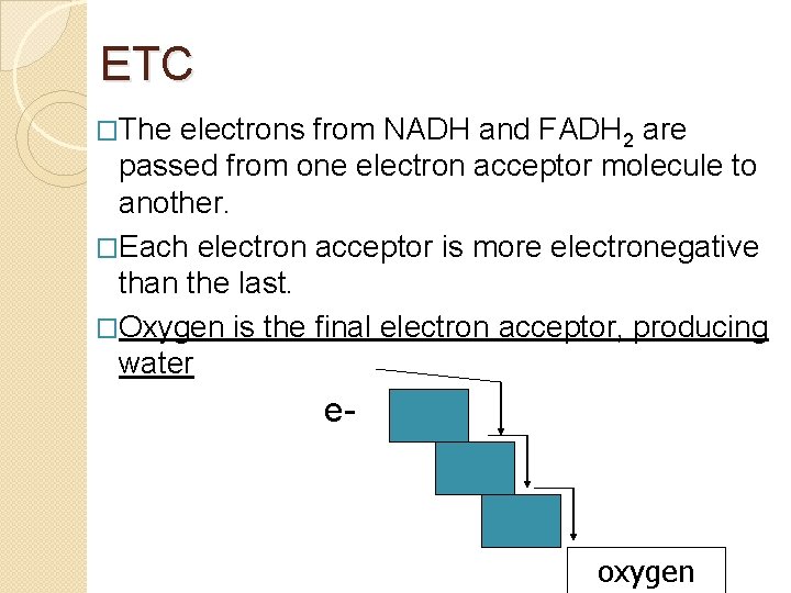 ETC �The electrons from NADH and FADH 2 are passed from one electron acceptor