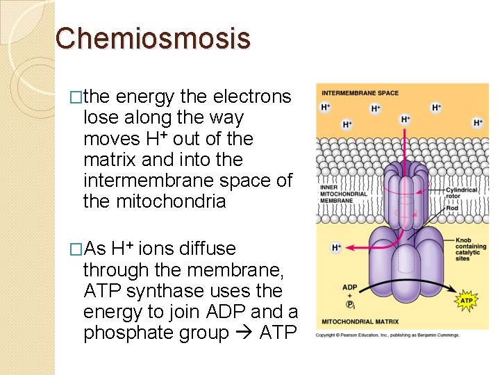 Chemiosmosis �the energy the electrons lose along the way moves H+ out of the