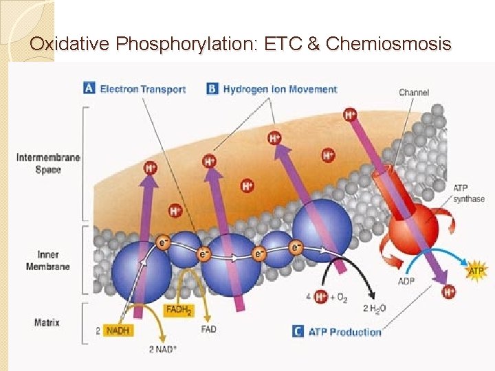 Oxidative Phosphorylation: ETC & Chemiosmosis 
