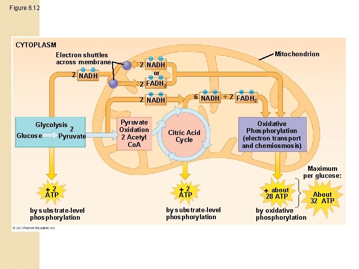 Figure 6. 12 CYTOPLASM Electron shuttles across membrane 2 NADH Mitochondrion 2 NADH or