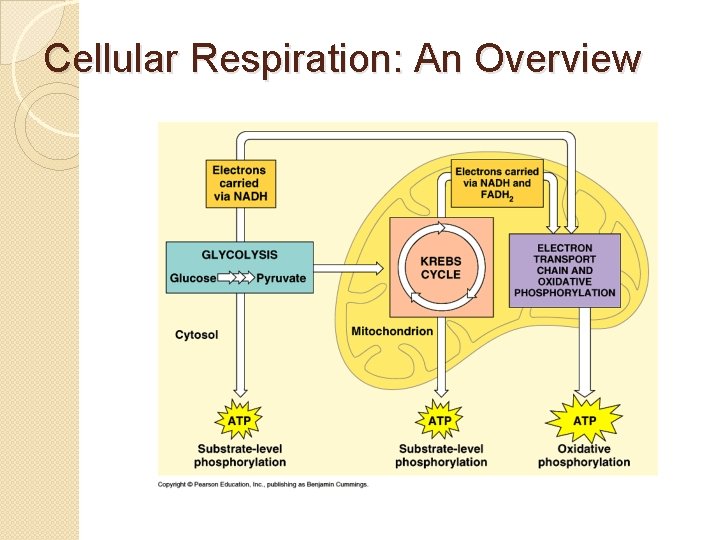 Cellular Respiration: An Overview 
