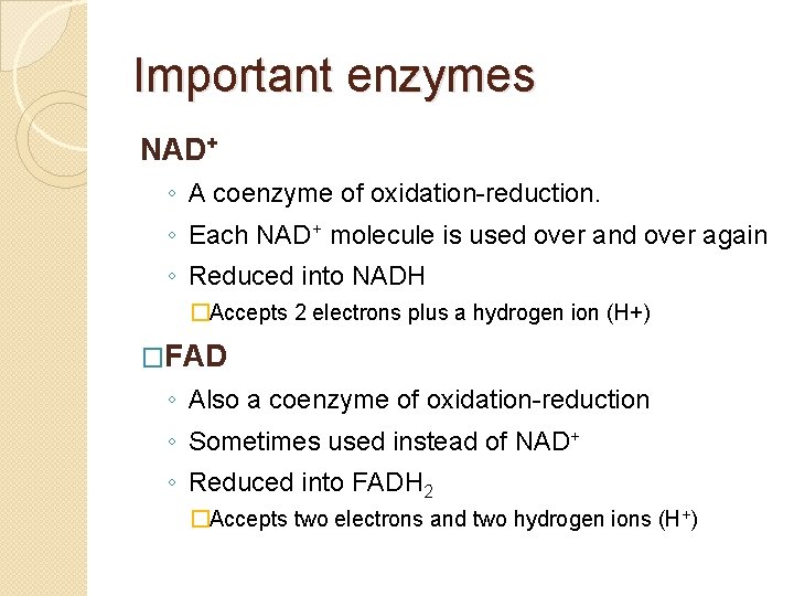 Important enzymes NAD+ ◦ A coenzyme of oxidation-reduction. ◦ Each NAD+ molecule is used