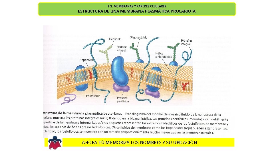 2. 3. MEMBRANAS Y PAREDES CELULARES ESTRUCTURA DE UNA MEMBRANA PLASMÁTICA PROCARIOTA AHORA TÚ