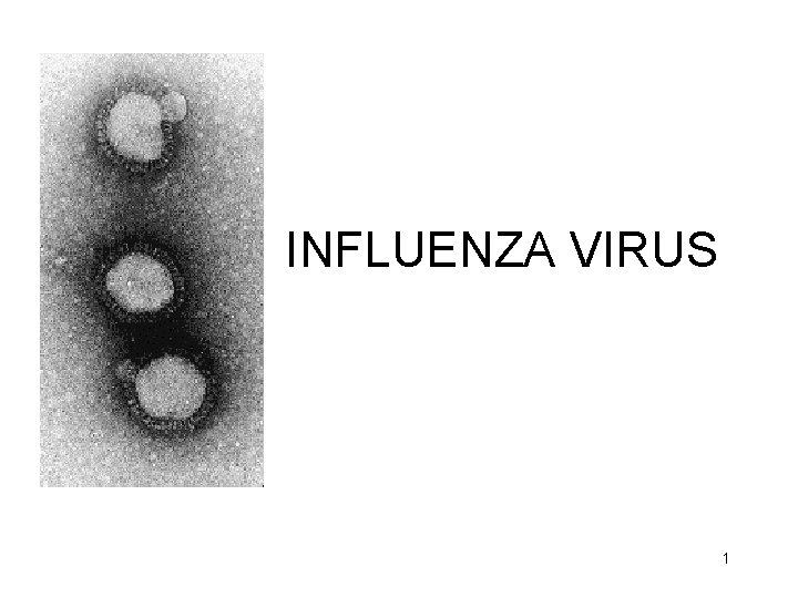 INFLUENZA VIRUS 1 