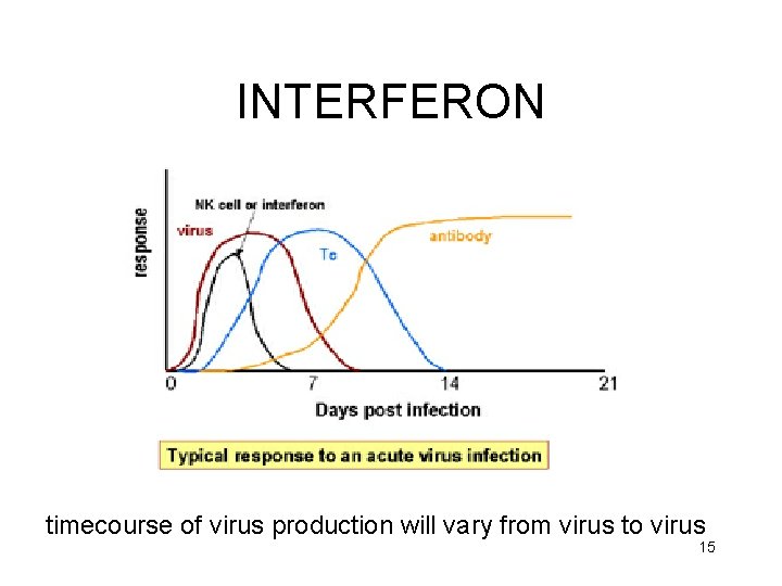 INTERFERON timecourse of virus production will vary from virus to virus 15 