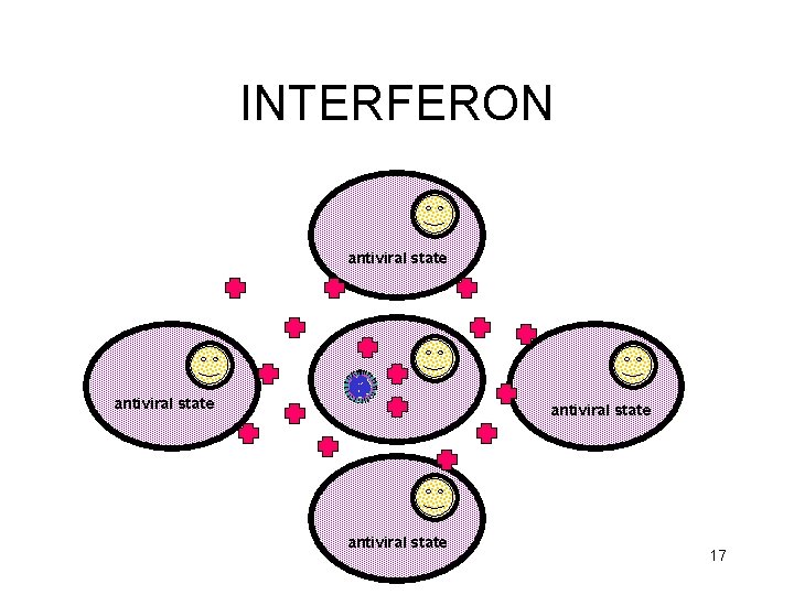 INTERFERON antiviral state 17 