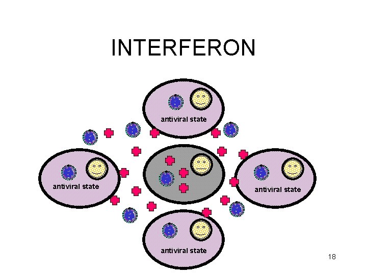 INTERFERON antiviral state 18 