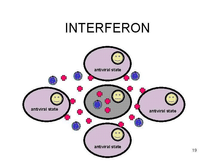 INTERFERON antiviral state 19 