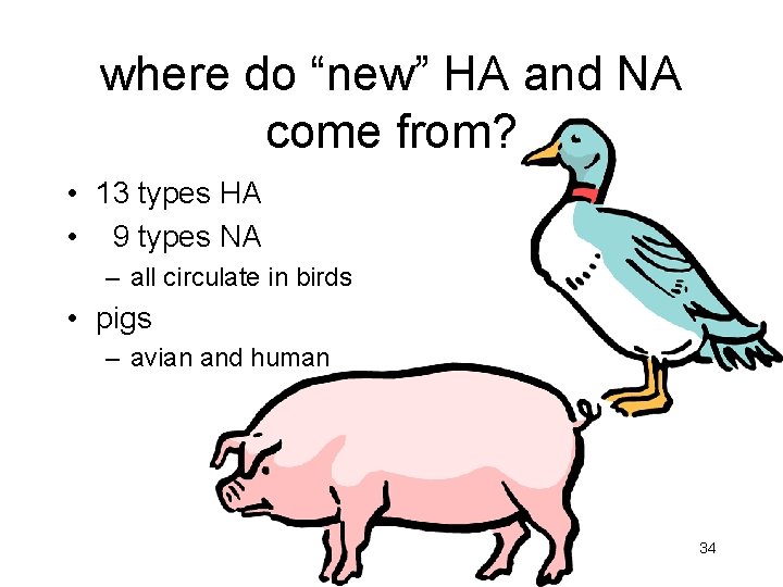 where do “new” HA and NA come from? • 13 types HA • 9