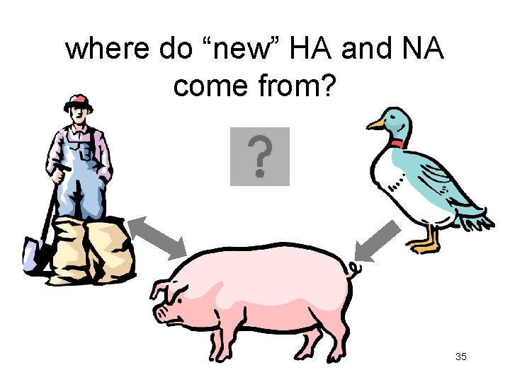 where do “new” HA and NA come from? 35 