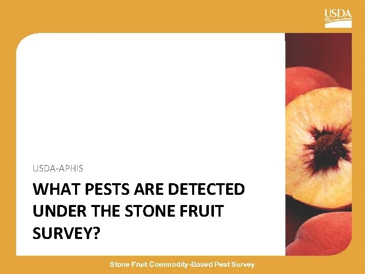 USDA-APHIS WHAT PESTS ARE DETECTED UNDER THE STONE FRUIT SURVEY? 