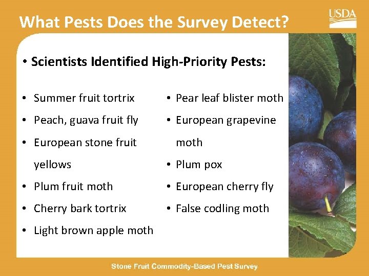 What Pests Does the Survey Detect? • Scientists Identified High-Priority Pests: • Summer fruit