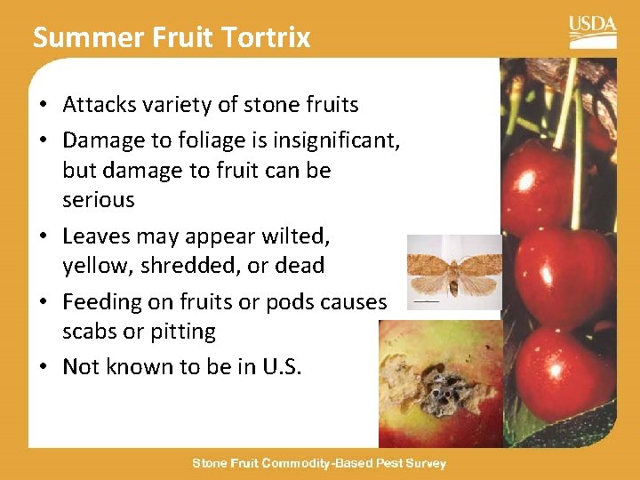 Summer Fruit Tortrix • Attacks variety of stone fruits • Damage to foliage is