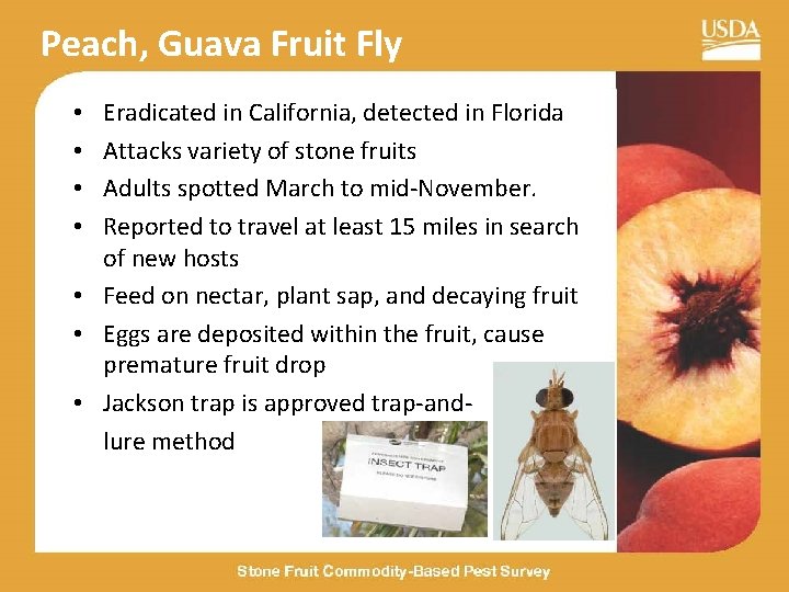 Peach, Guava Fruit Fly Eradicated in California, detected in Florida Attacks variety of stone